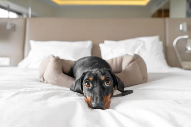 Pets